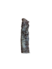 Beef trachea dog treat on white background