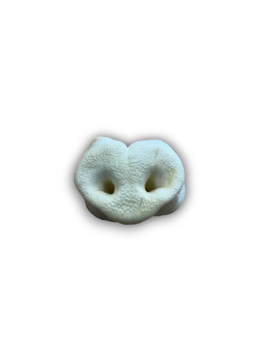 Puffed pig snout on white background