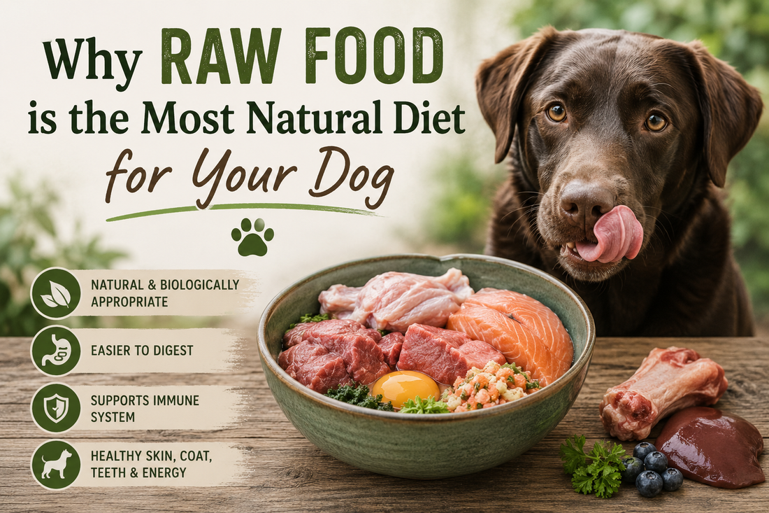 A chocolate Labrador with a bowl of natural raw dog food, including raw beef, salmon, and bone, illustrating the benefits of a raw food diet for dogs.