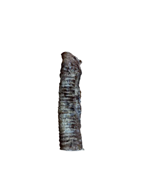 Beef trachea dog treat on white background